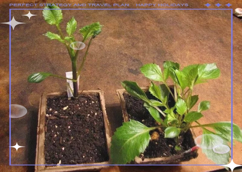 大丽花的种植方法