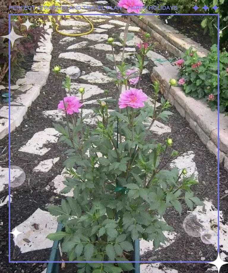 大丽花的种植方法