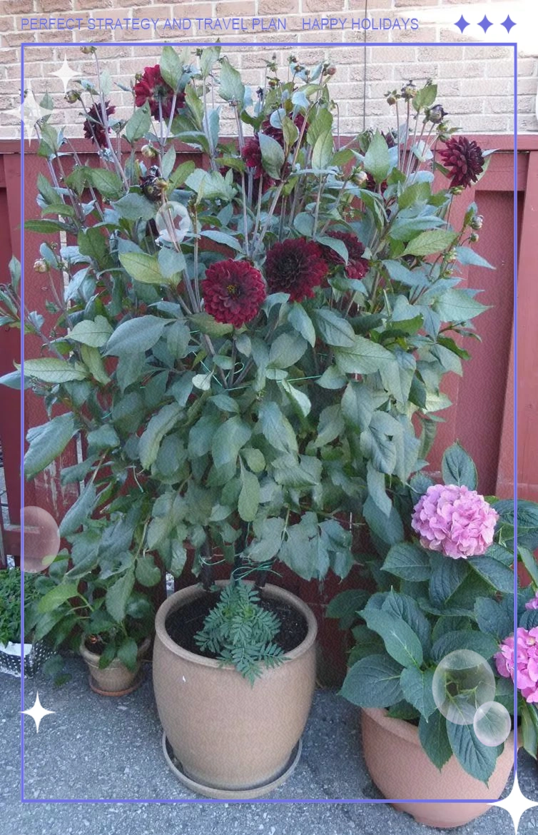 大丽花的种植方法