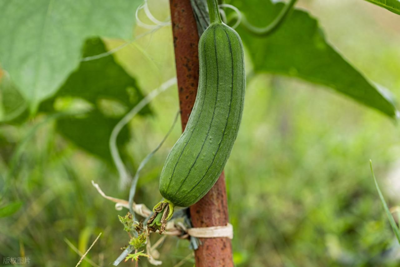 Cucumber cultivation methods