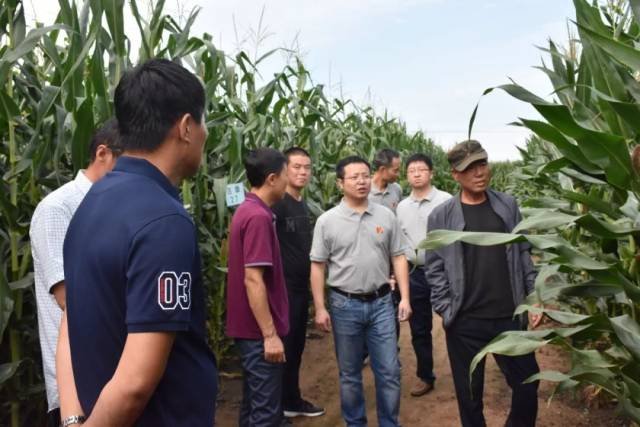 粘玉米种植技术