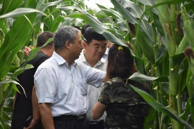 粘玉米种植技术