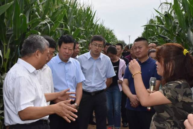 粘玉米种植技术