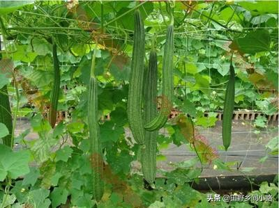 Cucumber cultivation methods