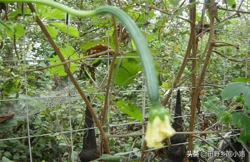 Cucumber cultivation methods