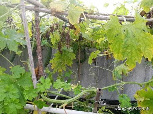 Cucumber cultivation methods