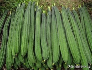 Cucumber cultivation methods