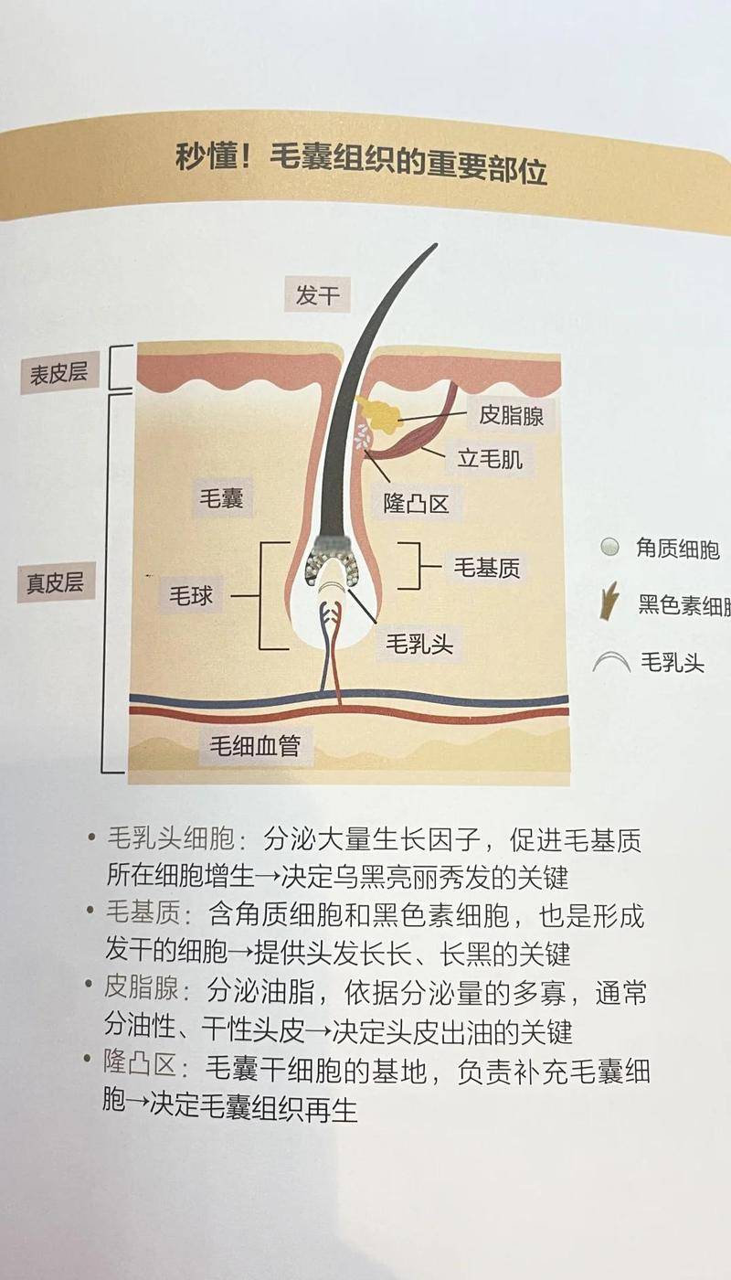毛发生理学知识