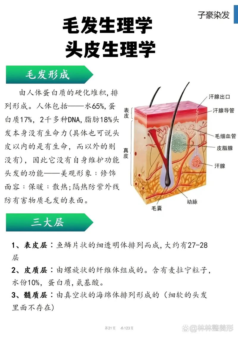 毛发生理学知识