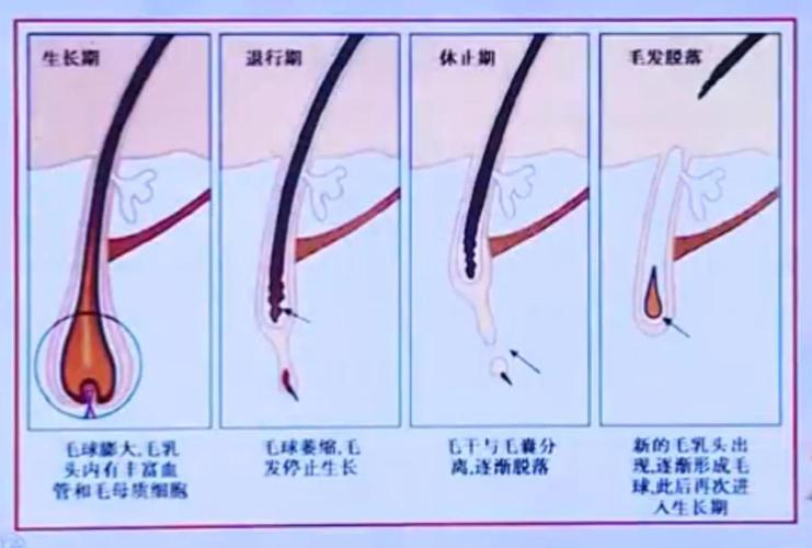 毛发生理学知识