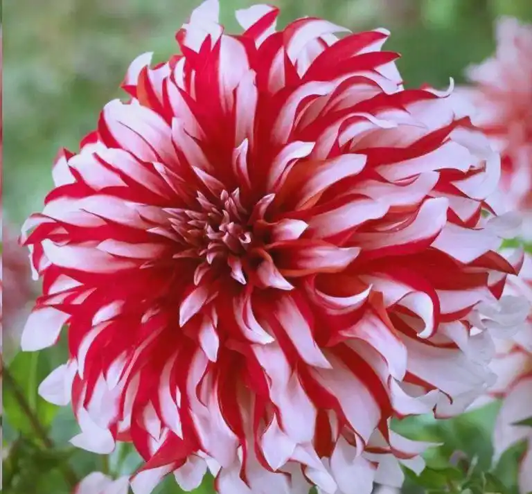 大丽花的种植方法