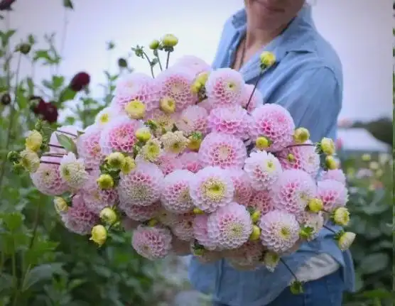 大丽花的种植方法