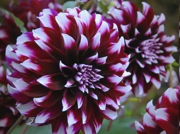 大丽花的种植方法