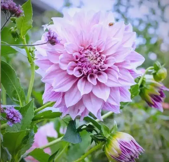 大丽花的种植方法