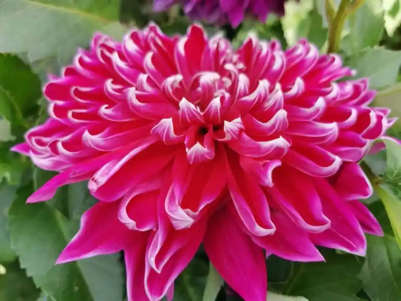 大丽花的种植方法