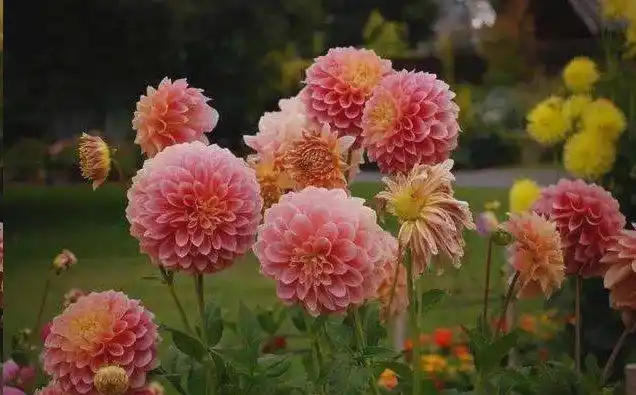 大丽花的种植方法