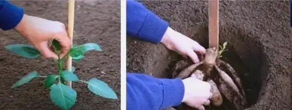 大丽花的种植方法
