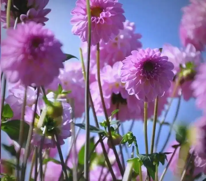 大丽花的种植方法