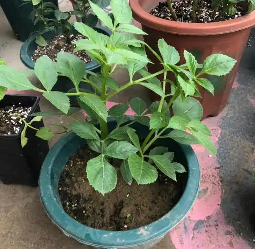 大丽花的种植方法