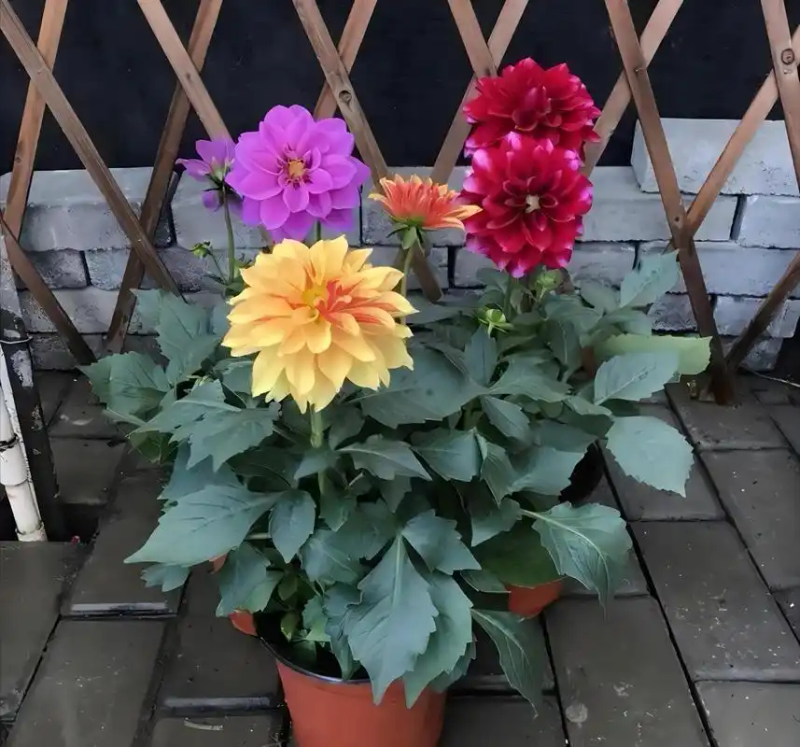 大丽花的种植方法