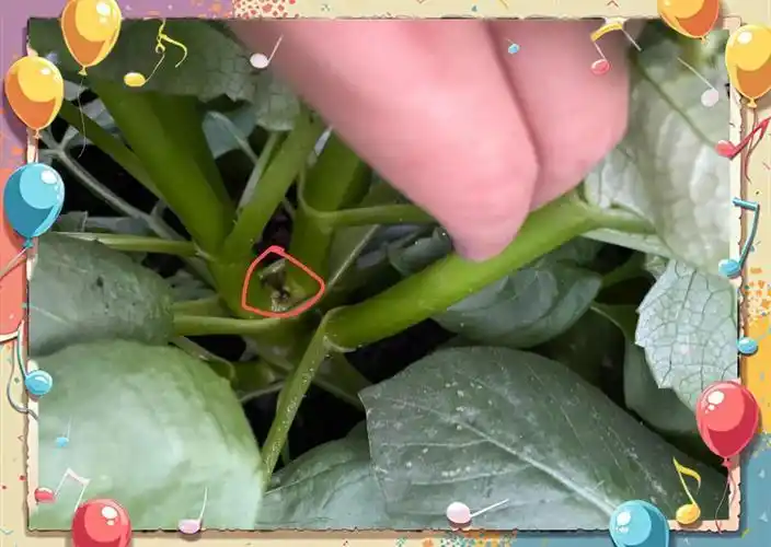 大丽花的种植方法