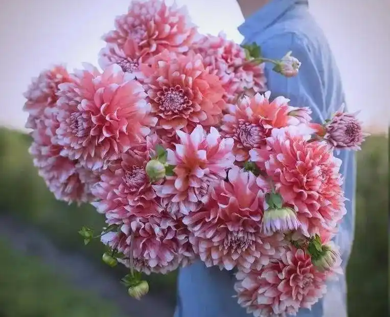 大丽花的种植方法