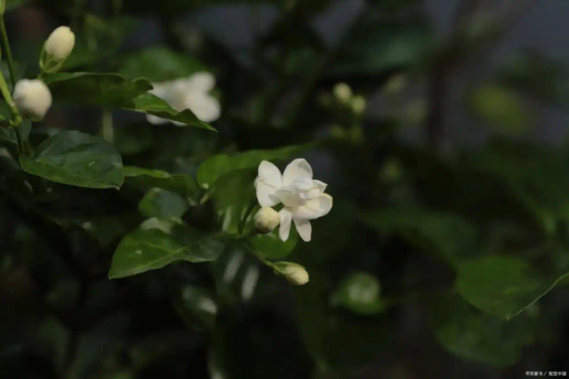 茉莉种子的种植方法