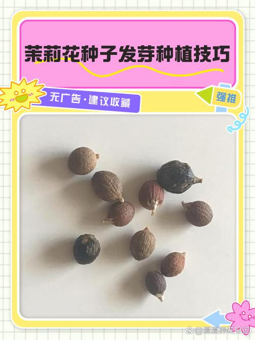 茉莉种子的种植方法