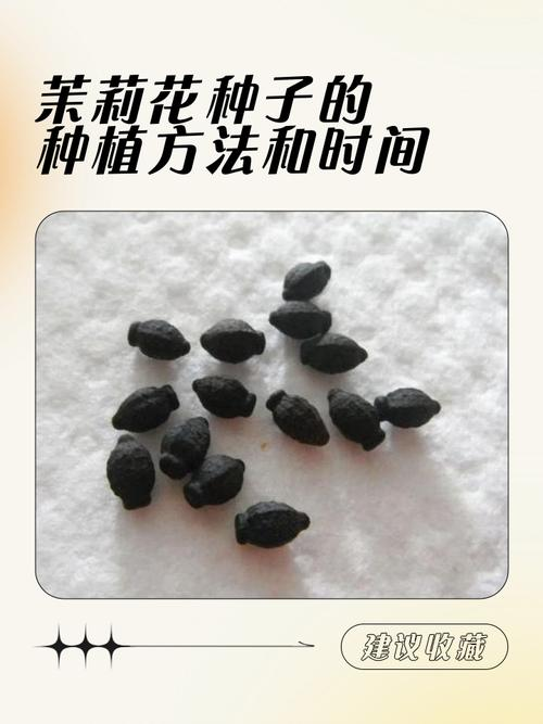 茉莉种子的种植方法