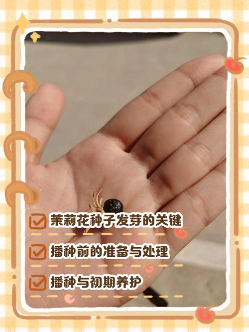 茉莉种子的种植方法