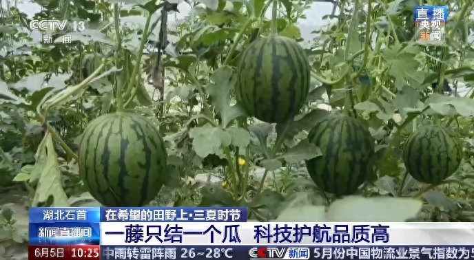cctv-7西瓜的种植技术