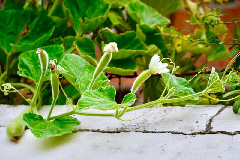 Cucumber cultivation methods