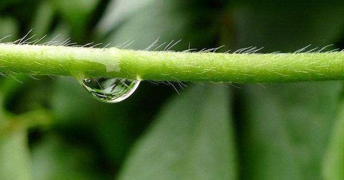 Cucumber cultivation methods