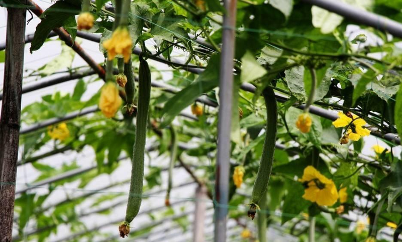 Cucumber cultivation methods
