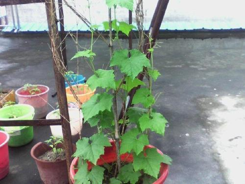 Cucumber cultivation methods