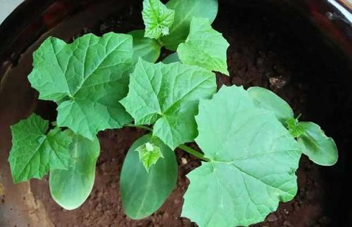 Cucumber cultivation methods