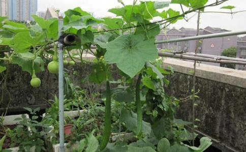 Cucumber cultivation methods
