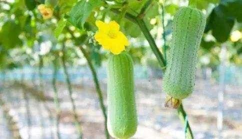 Cucumber cultivation methods