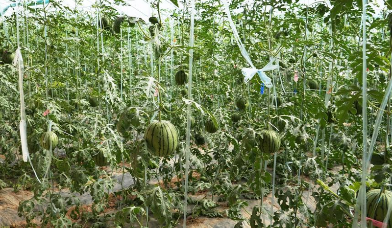 The technology of planting buddha's handmelon