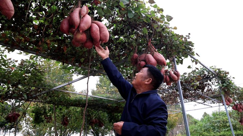 The technology of planting buddha's handmelon