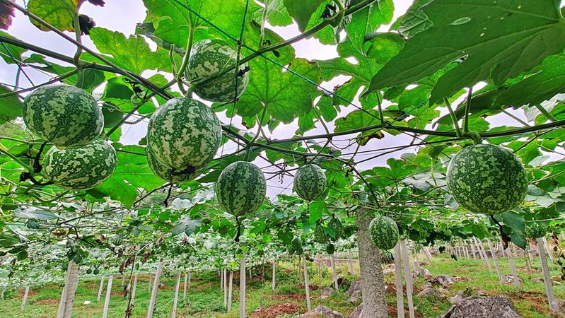 The technology of planting buddha's handmelon
