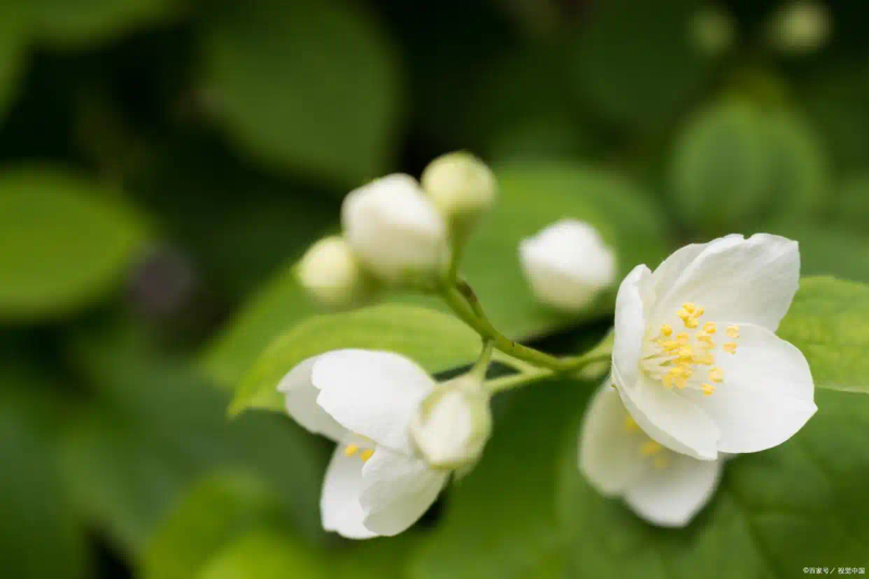 茉莉种子的种植方法