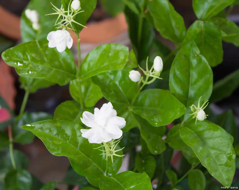 茉莉种子的种植方法