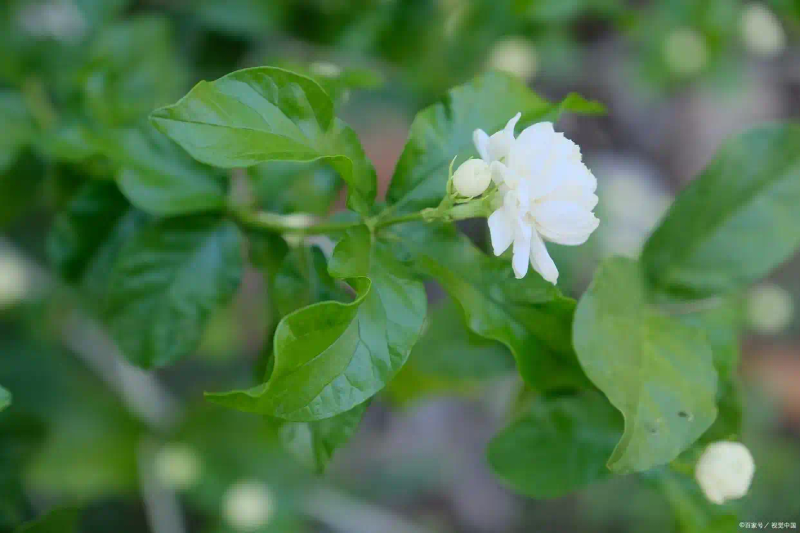 茉莉种子的种植方法