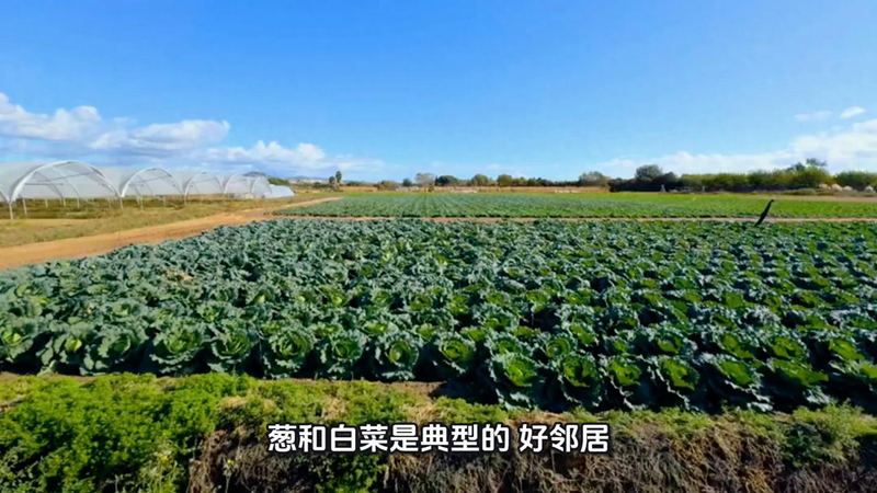 Four seasons of onion planting
