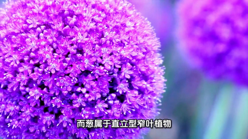 Four seasons of onion planting