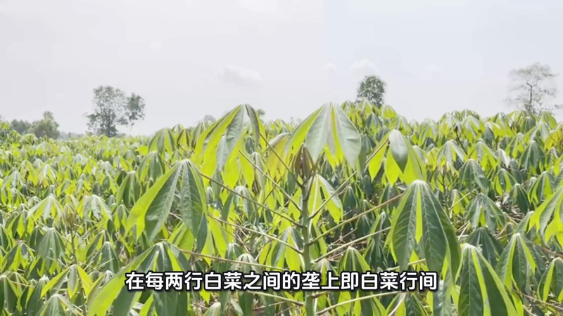 Four seasons of onion planting