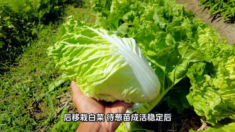 Four seasons of onion planting