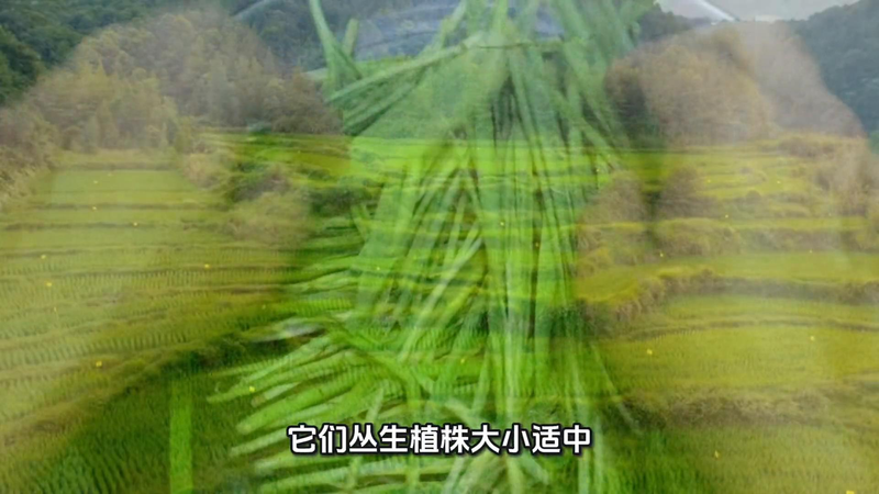 Four seasons of onion planting