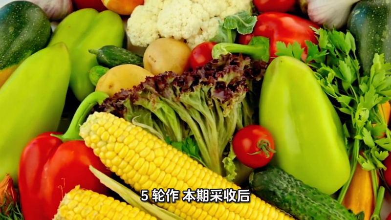 Four seasons of onion planting